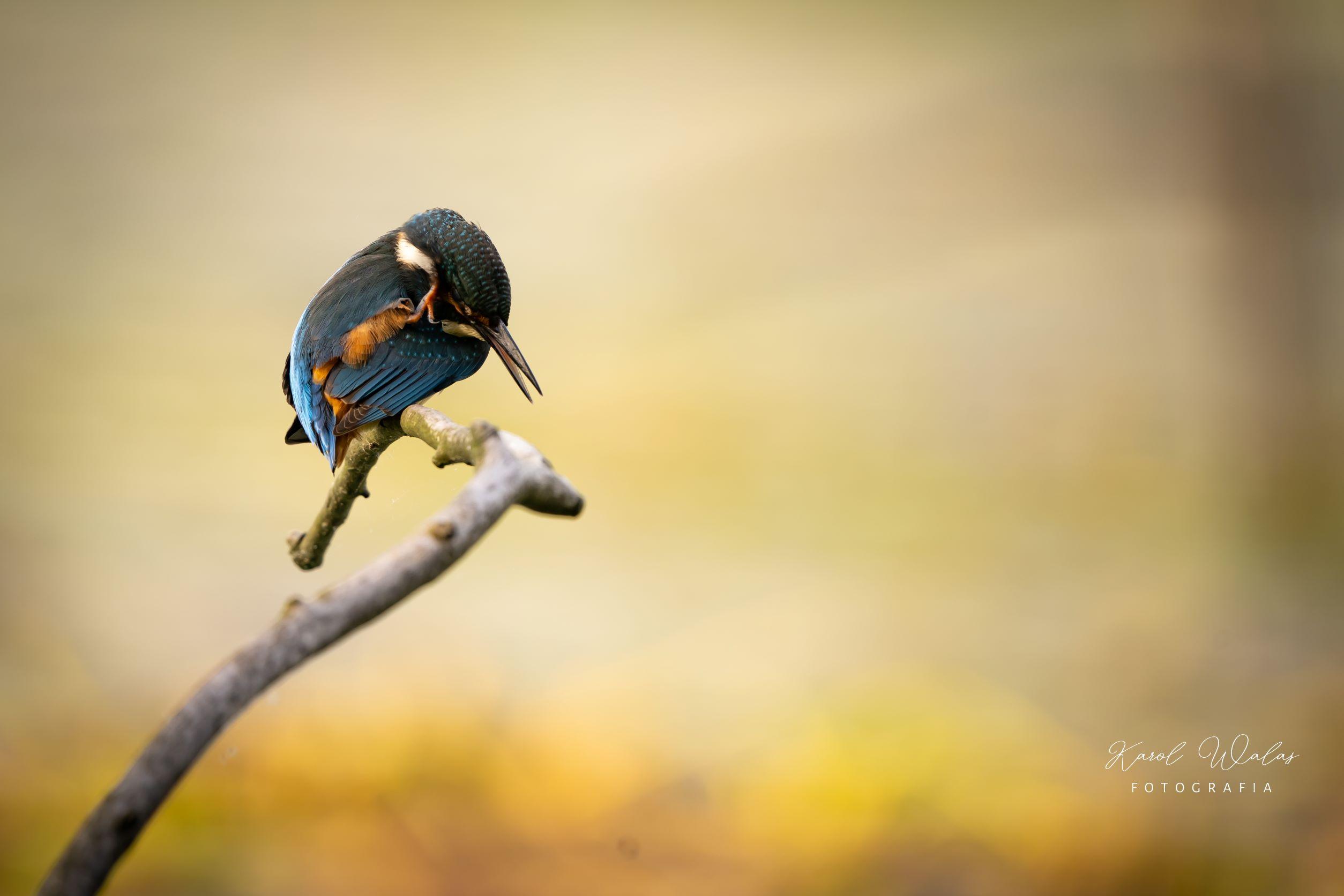 Zdjęcia ptaków autorstwa Karola Walasa