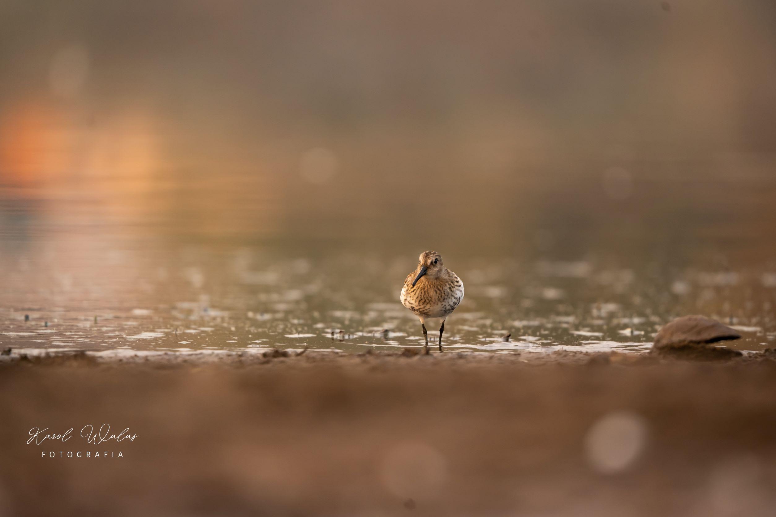 Zdjęcia ptaków autorstwa Karola Walasa
