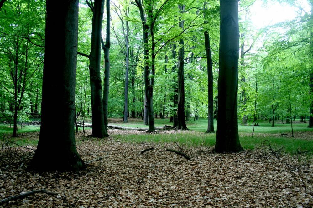 Rezerwat Przyrody Las Murckowski