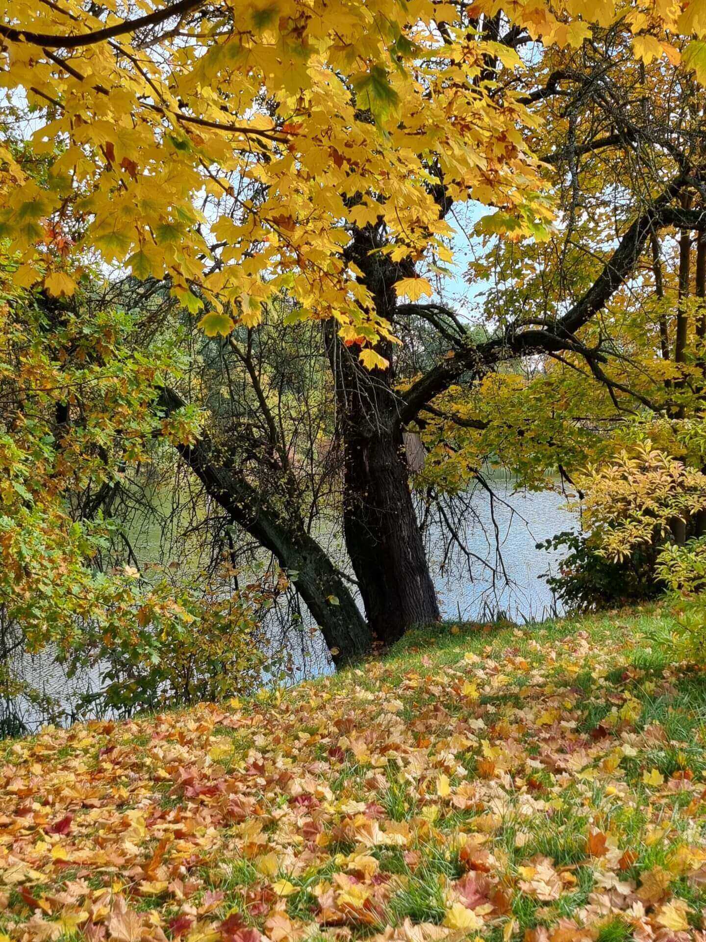 Park Śląski jesienią