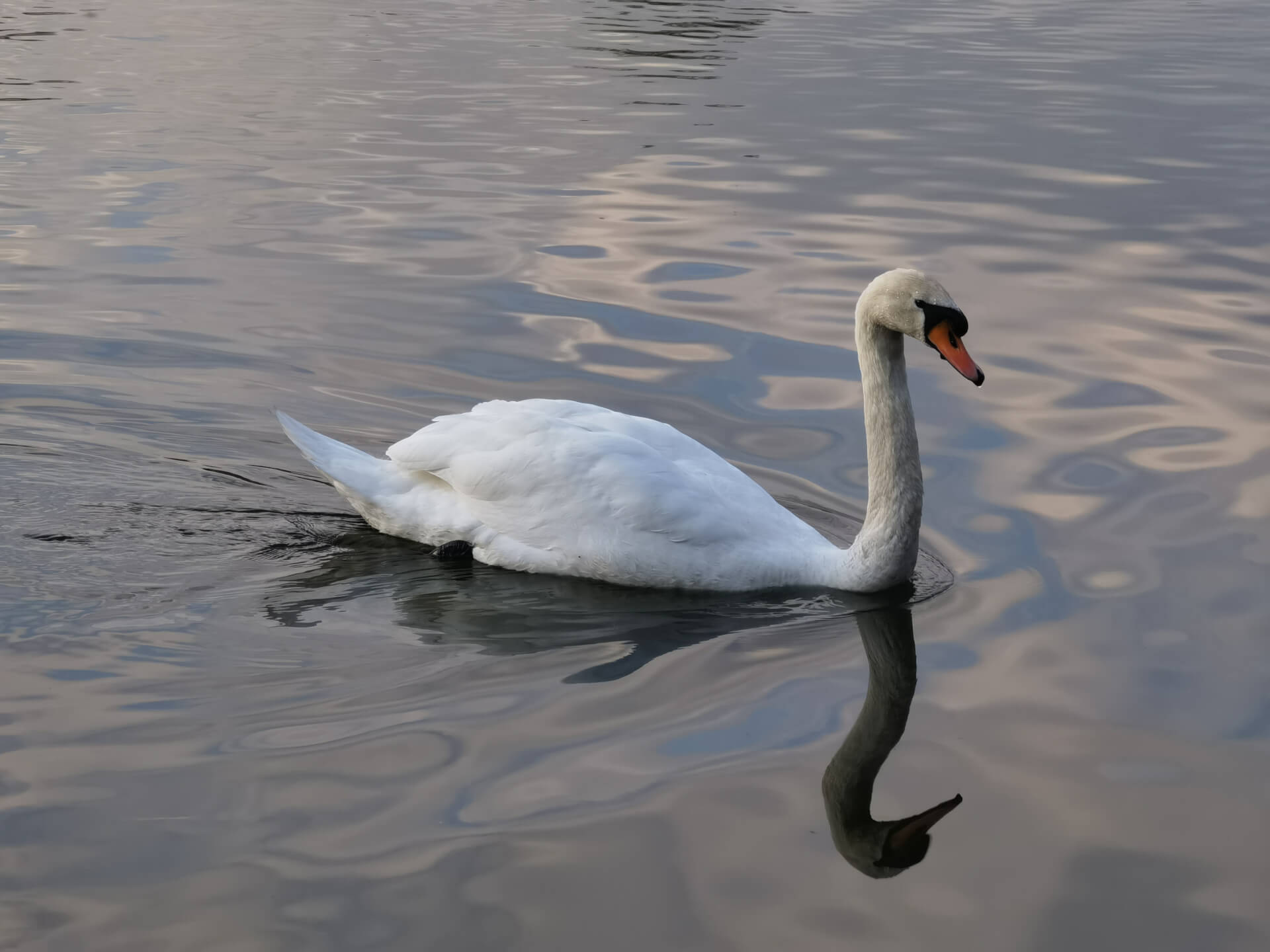 Park Śląski: łabędź na stawie Hutnik