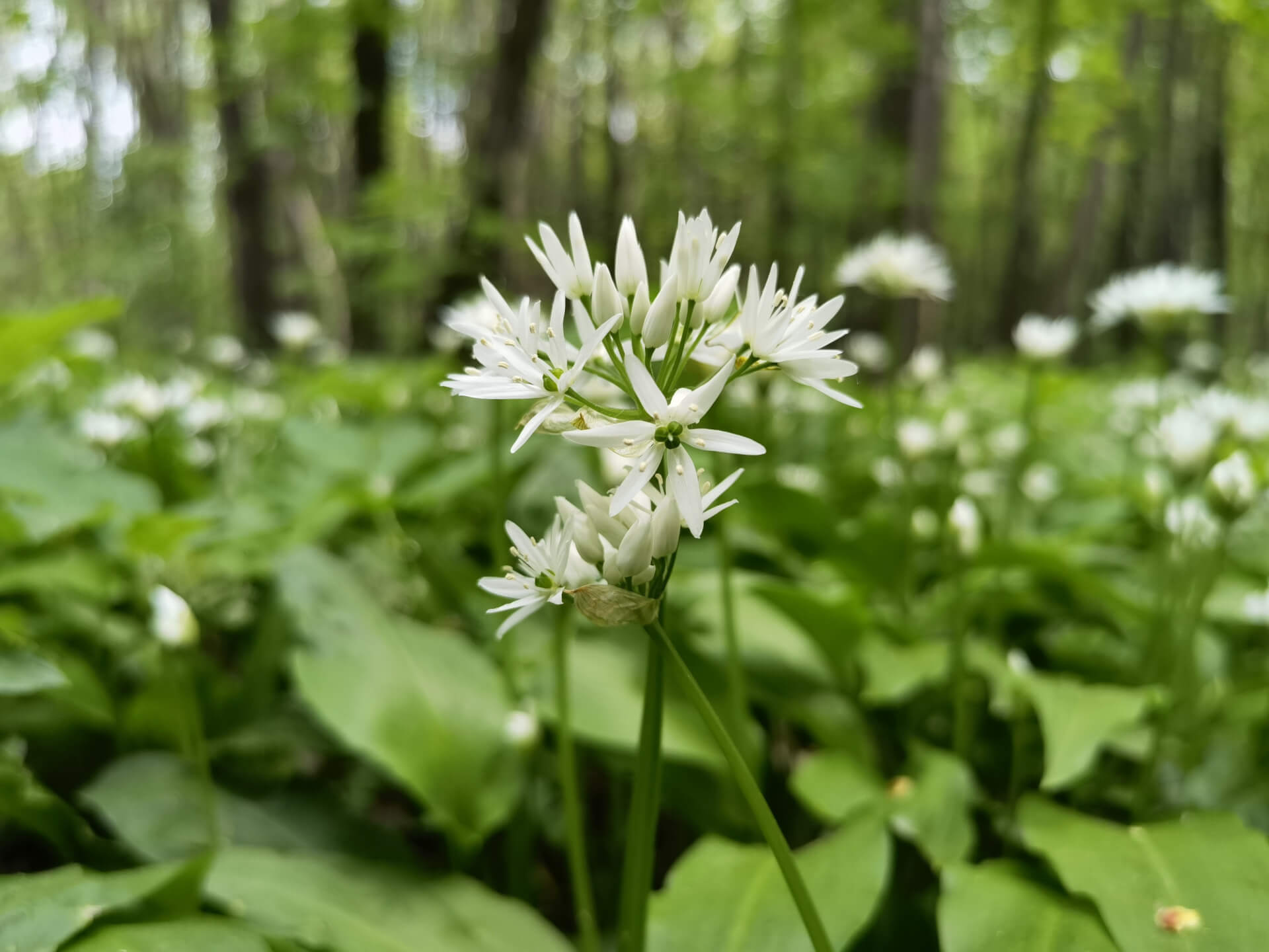 Park Śląski: czosnek niedźwiedzi