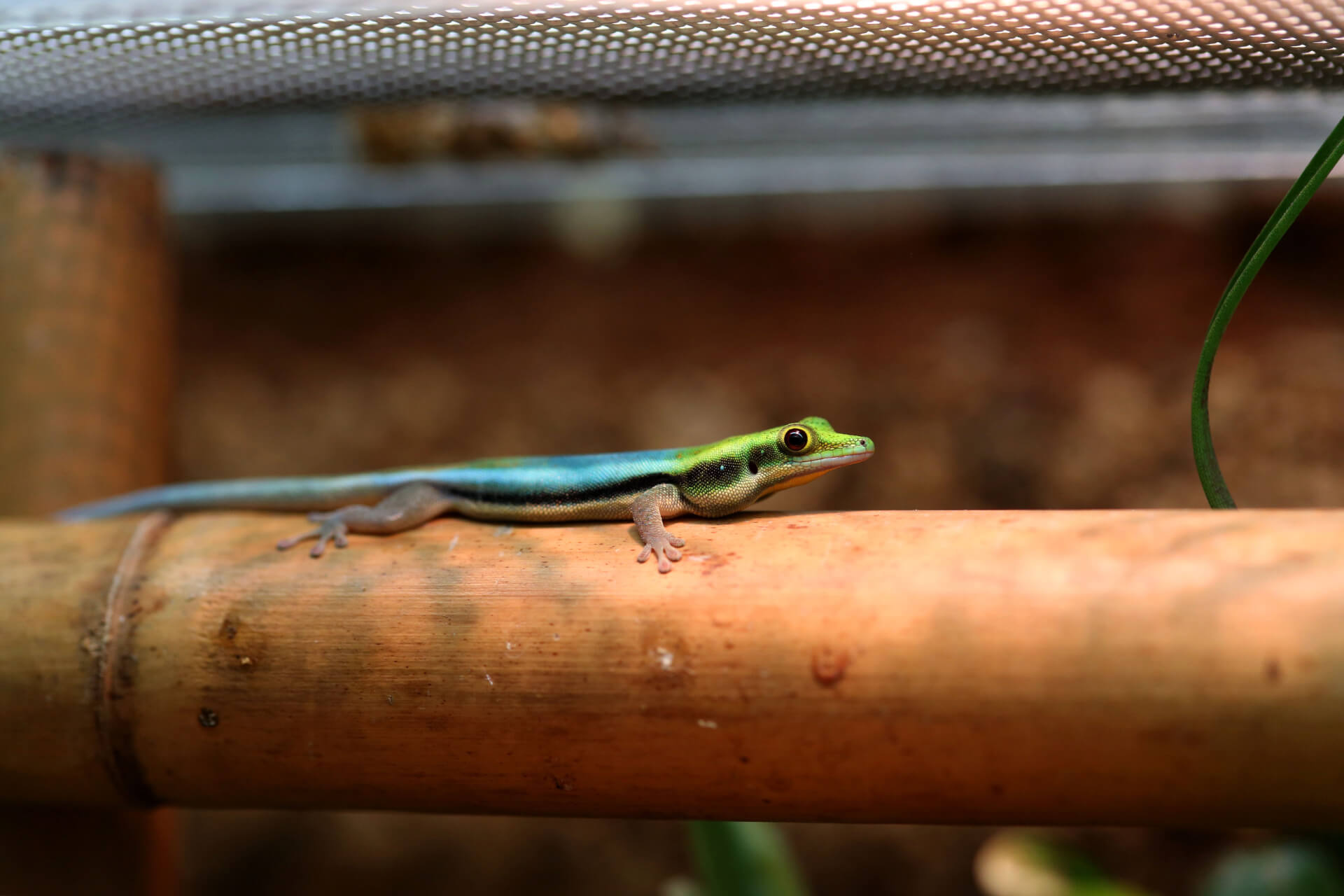 Phelsuma klemmeri
