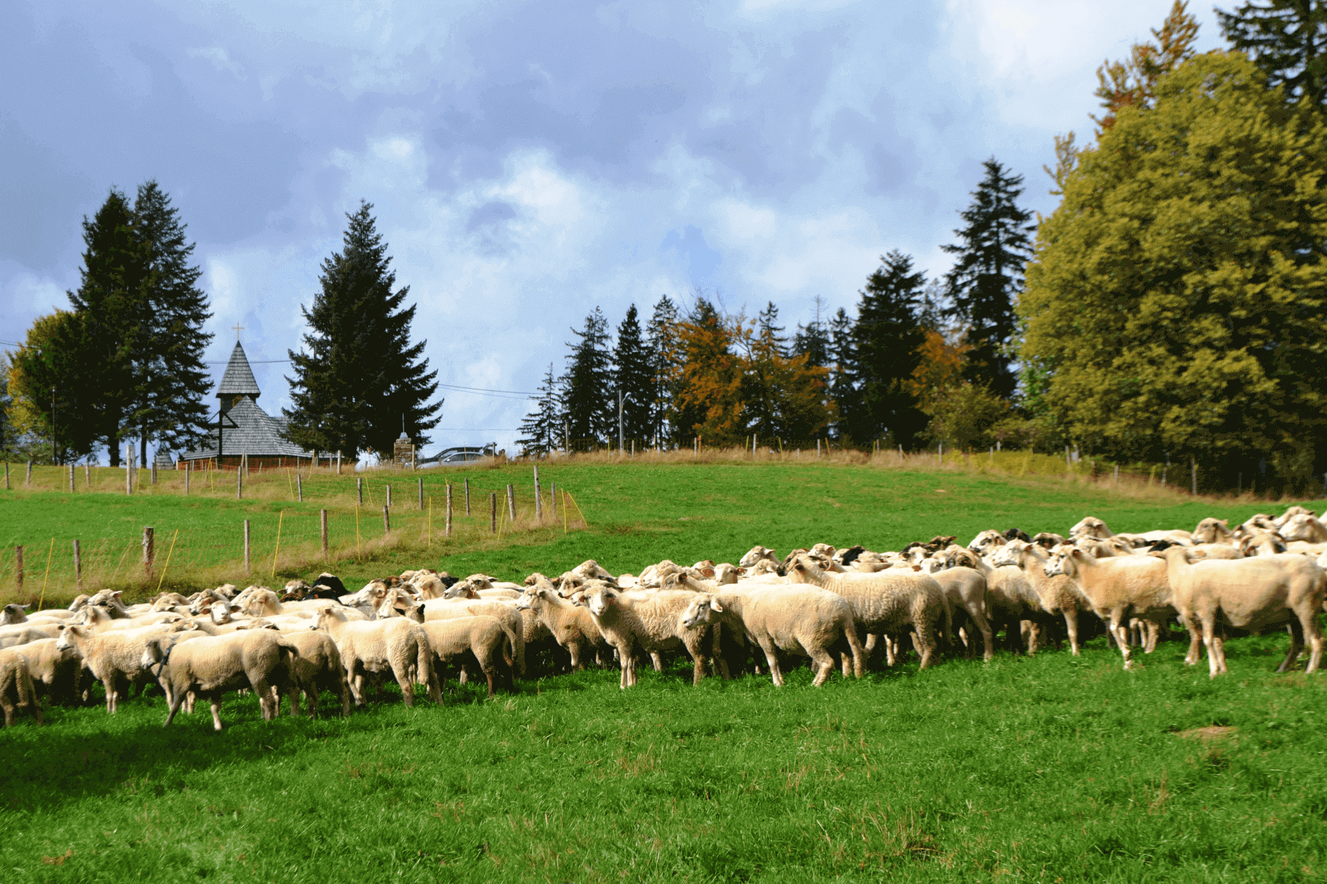 Tradycyjny wypas owiec Istebna Stecówka