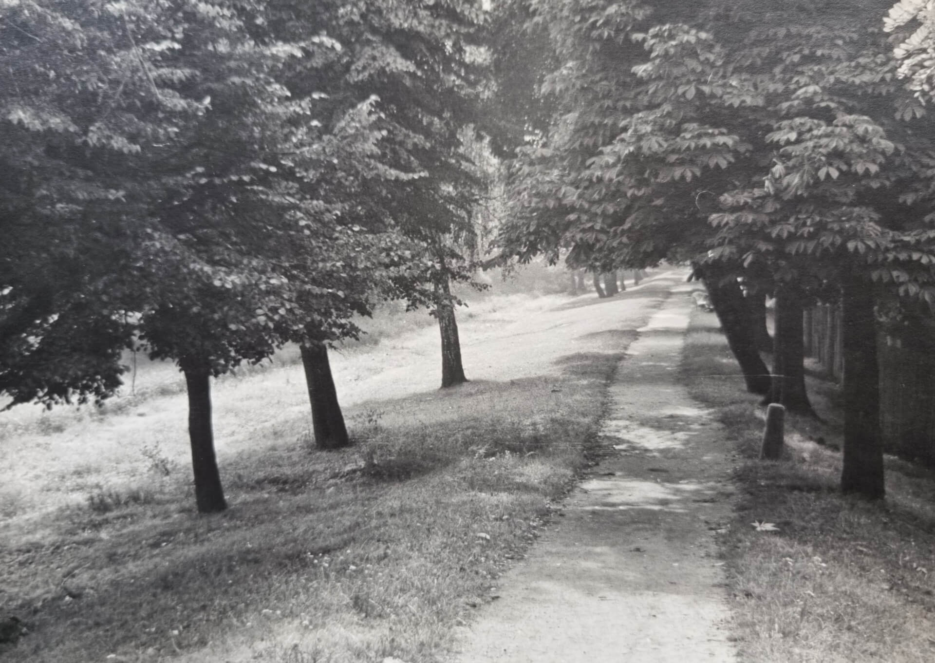 Wojewódzki Park Kultury i Wypoczynku, lata 50.