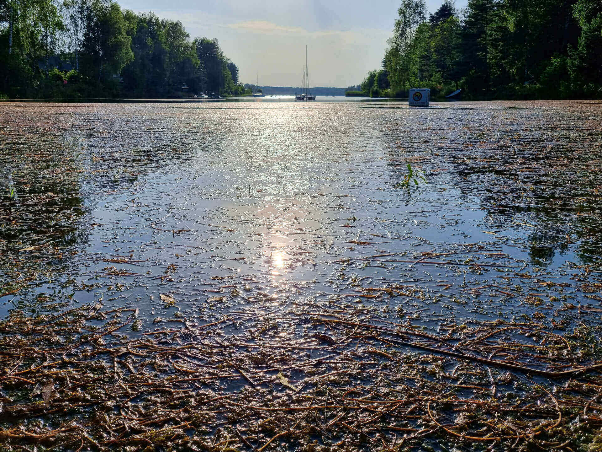 Maseczka z wodorostów za darmo