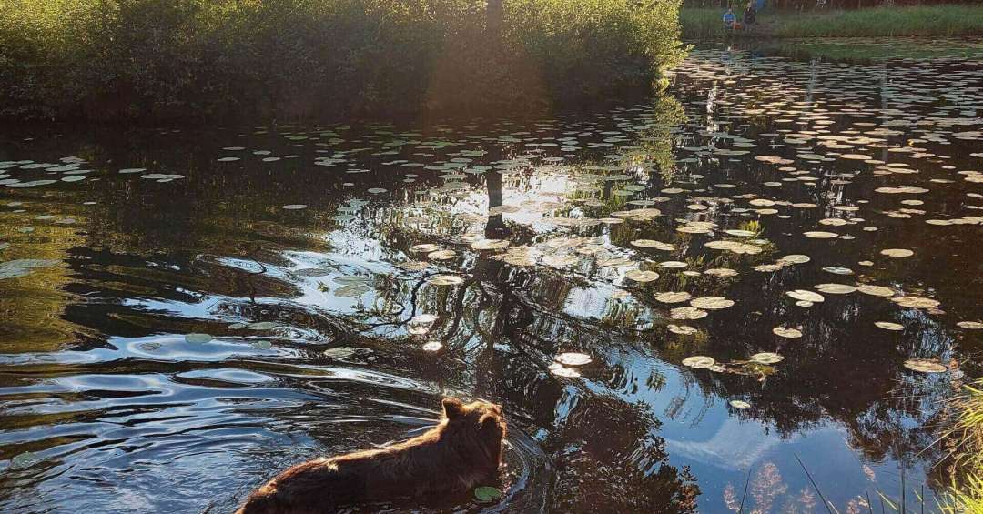 Zalew w Pniowcu Zalew w Pniowcu