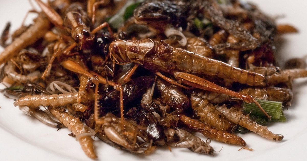 Robaki z paki. Pierwszy sklep na Śląsku z jadalnymi owadami, które...  smakują jak chipsy - Zdrowie i uroda | Ślązag.pl