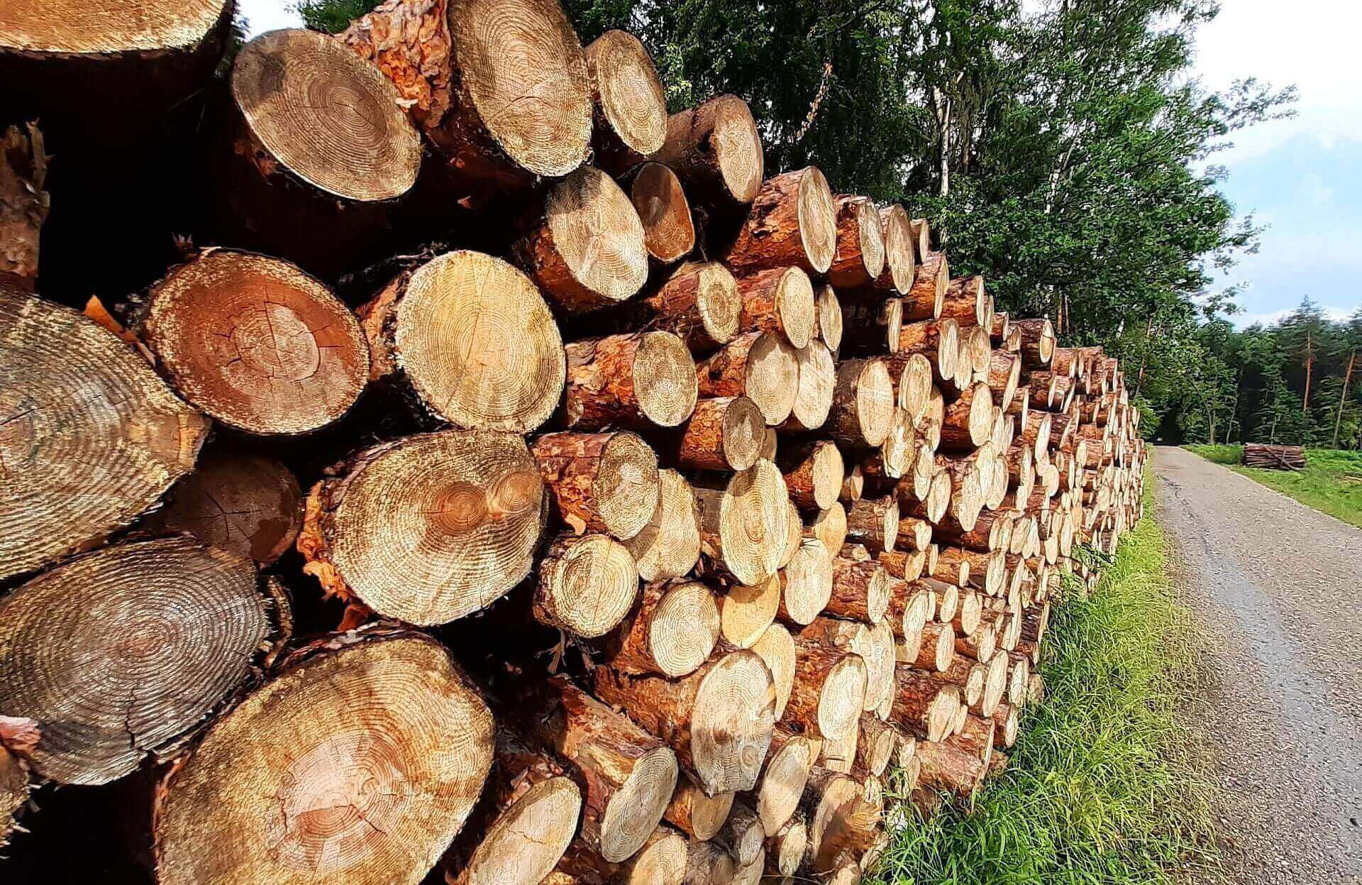 Wycinka drzew lasy panstwowe Wycinka drzew lasy panstwowe