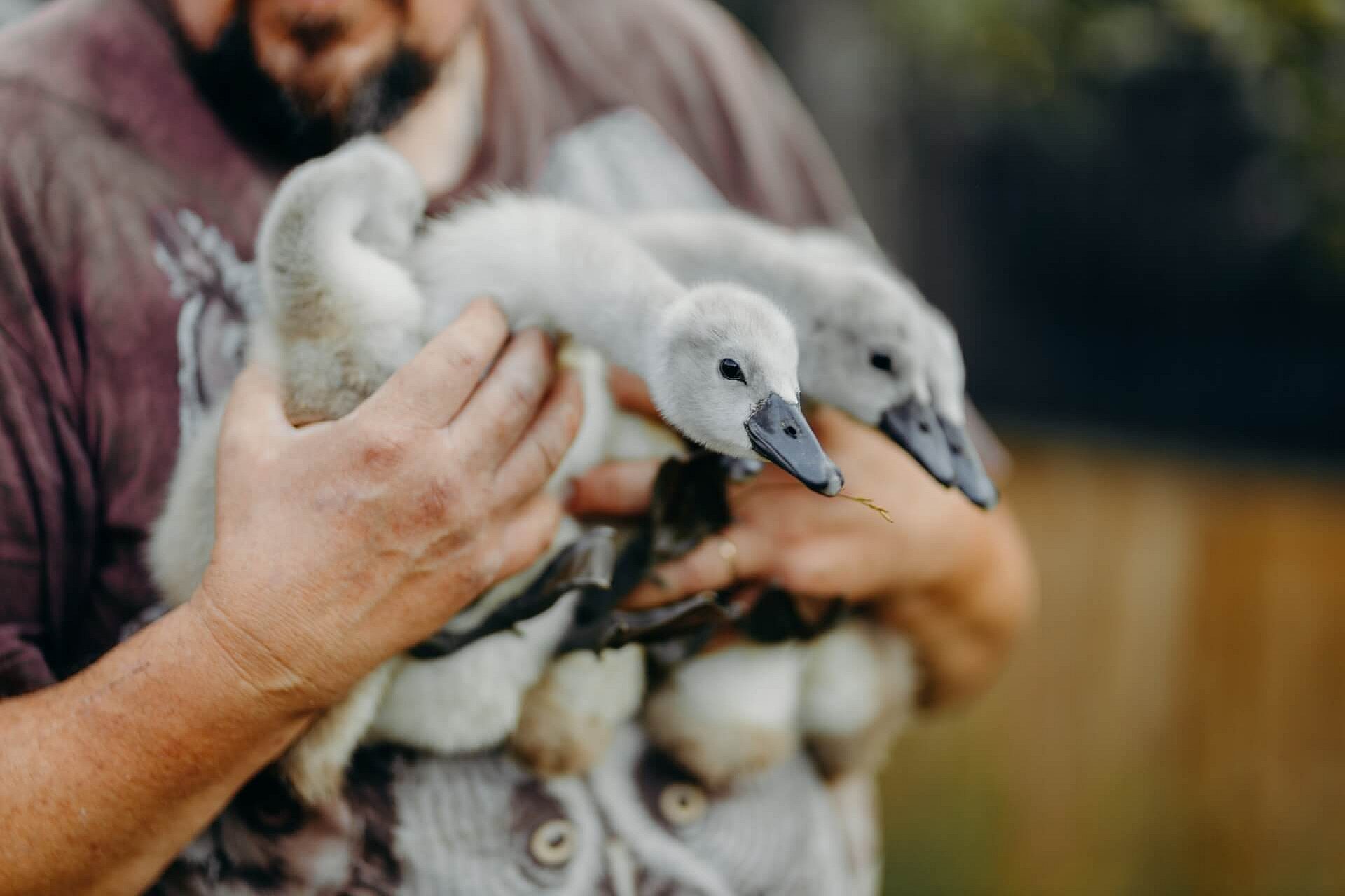 Leśne Pogotowie Mikołów Leśne Pogotowie Mikołów