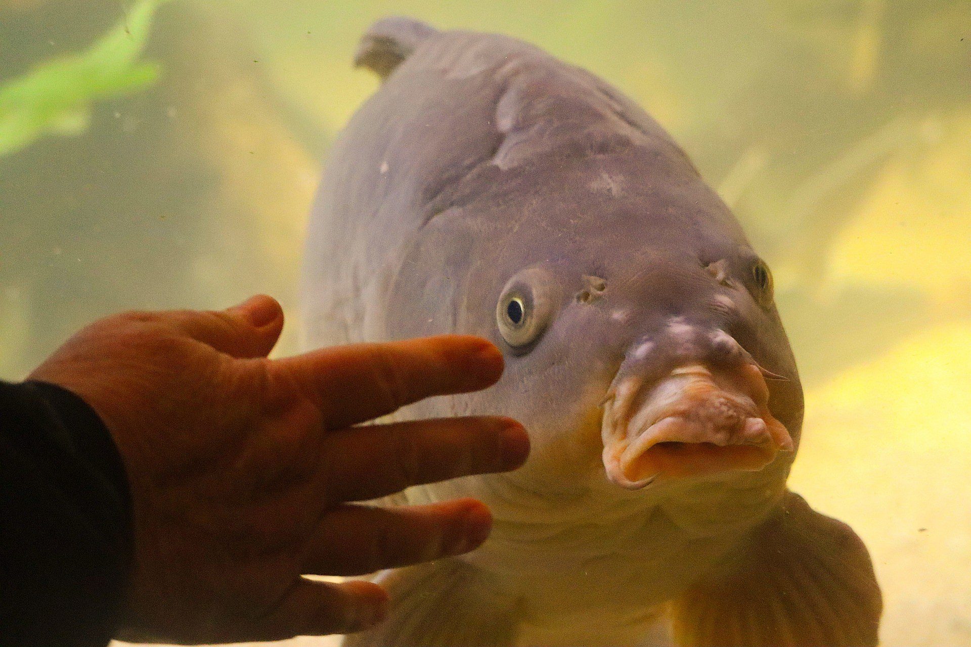 Karp jest z nami już od setek lat. Nie pojawił się na stołach dopiero za PRL-u Karp jest z nami już od setek lat. Nie pojawił się na stołach dopiero za PRL-u