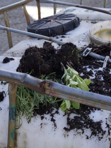 Gliwice zniszczył nasadzenia2 Gliwice zniszczył nasadzenia2