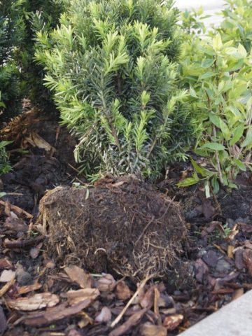 Gliwice zniszczył nasadzenia3 Gliwice zniszczył nasadzenia3