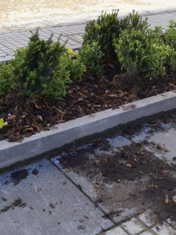 Gliwice zniszczył nasadzenia4 Gliwice zniszczył nasadzenia4