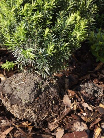 Gliwice zniszczył nasadzenia5 Gliwice zniszczył nasadzenia5