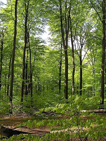 Las Murckowski Las Murckowski