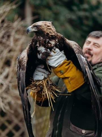 Orzeł przedni w Leśnym Pogotowiu Orzeł przedni w Leśnym Pogotowiu