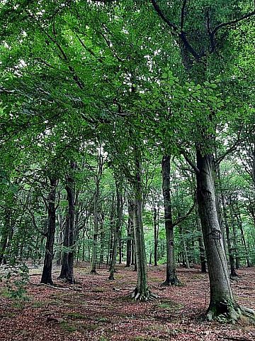 Uroczysko Buczyna Uroczysko Buczyna