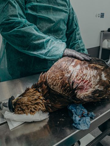 Orzel lesne pogotowie mikolow 1 Orzel lesne pogotowie mikolow 1