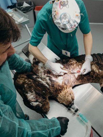 Orzel lesne pogotowie mikolow 2 Orzel lesne pogotowie mikolow 2