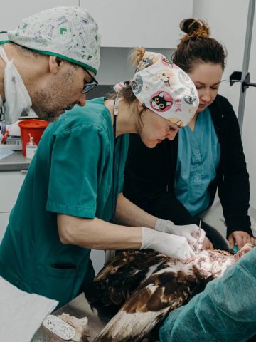 Orzel lesne pogotowie mikolow 3 Orzel lesne pogotowie mikolow 3