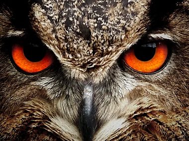 Przed nami Księżogórska Sowia Noc 2022 Radzionków noc sowy
