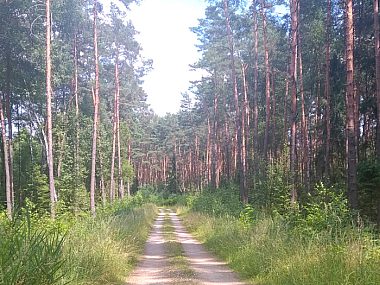 Brynek zaprasza na wydarzenie "Spacer z leśnikiem" Nadleśnictwo Brynek