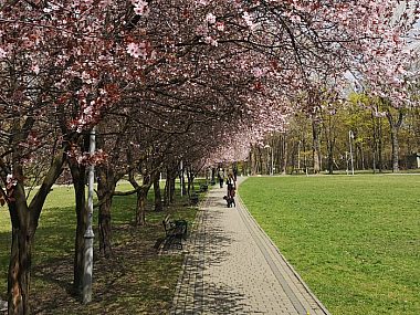 Nadchodzą zmiany w parku Kościuszki Katowice Park Kościuszki