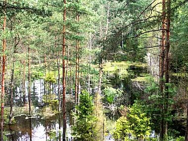 Dobre wieści dla lasów w Miasteczku Śląskim Kolorowe jeziorka Bibiela