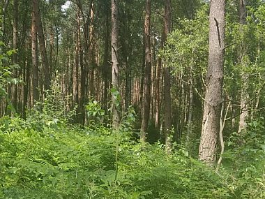 Warsztaty fotograficzne z Nadleśnictwem Brynek Nadleśnictwo brynek 2
