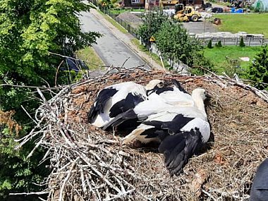 Strażacy z powiatu tarnogórskiego ratowali... zwierzaki Interwencja w Księżym Lesie