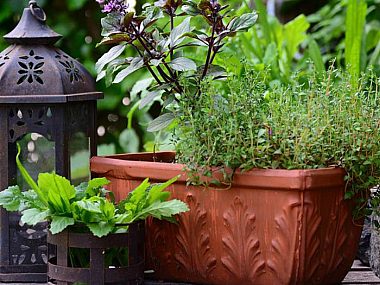 Kalety. Masz piękny ogród lub balkon? Pochwal się nim! Kalety konkurs na ogród