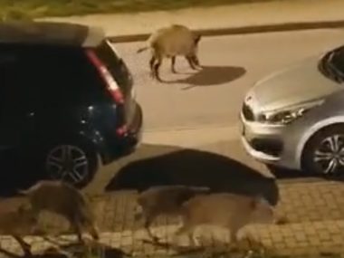 W Rudzie Śląskiej dziki czują się jak w domu Dziczki odwiedziły Czarny Las