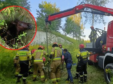 Koń wpadł do niezabezpieczonej studzienki kanalizacyjnej Koń wpadł do studzienki