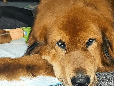 Gloria z tarnogórskiego Przytuliska walczy o życie Tarnowskie Góry przytulisko zbiórka