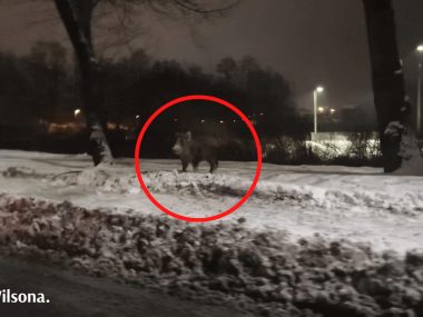 Dziki niszczą posesje przy ul. Wilsona oraz ul. Niepodległości. Gmina zainterweniowała 68 CD6 C63 19 F7 4 F38 91 D5 02539363 BA8 E