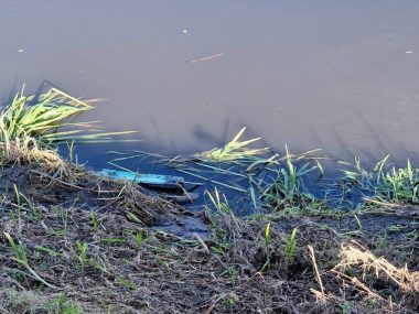 Pierwsza dewastacja hulajnóg elektrycznych w Piekarach Hulajnogi w rzece