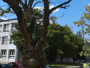 Nowe wycinki i nowe nasadzenia w Tarnowskich Górach Tarnowskie Góry - nasadzenia i wycinki: ul. Korczaka