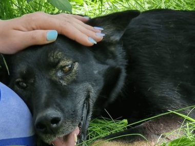 Schronisko w Miedarach szuka rąk do pracy Schronisko miedary praca