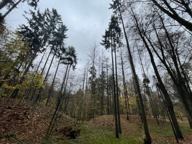 Kolejne wycinki w Tarnowskich Górach Tarnowskie góry park miejski wycinki