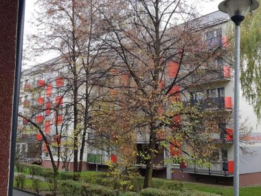 Mieszkańcy ul. Ogrodowej nie chcą kolejnej wycinki drzew Drzewa przy ul. Ogrodowej
