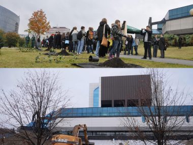 Drzewa koło Biblioteki Śląskiej nie zostały wycięte Drzewka zasadzone w Alei Noblistów stoją nadal