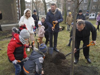 Kolejne drzewa z aplikacji wCOP-ane w Katowicach w COP drzewo Fot D Czapla