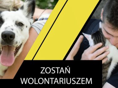 Schronisko szuka pielęgniarzy i wolontariuszy Schronisko w Rudzie Śląskiej poszukuje pracowników i wolontariuszy