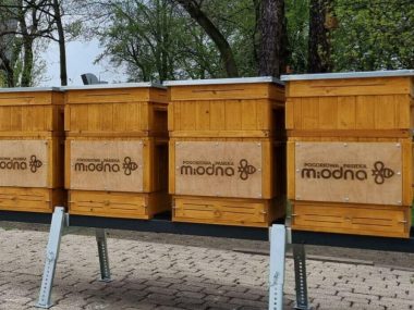 Ule przy centrum handlowym. Pomieszczą 200 tysięcy pszczół! Pogoriowa Pasieka Miodna