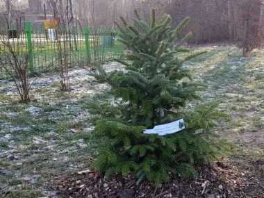 Nie wyrzucaj - oddaj ją do parku - zachęca MPGM Podaruj drugie życie choince