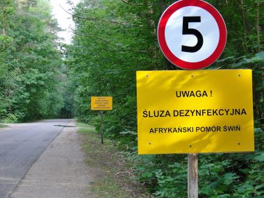 Pierwszy przypadek afrykańskiego pomoru świń w Śląskim Afrykański Pomór Świń