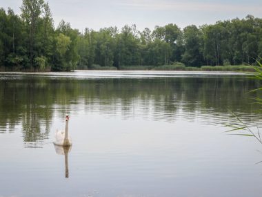Rewitalizacja terenów przy stawie Balaton jeszcze w tym roku Balaton Sosnowiec