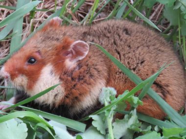 W sosnowieckim Egzotarium pojawią się chomiki europejskie Chomik Europejski