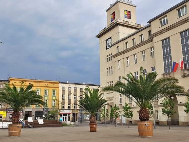 Palmy wracają na chorzowski Rynek Chorzów palmy na Rynku